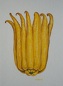 buddas hand