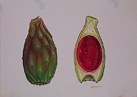 prickley pear