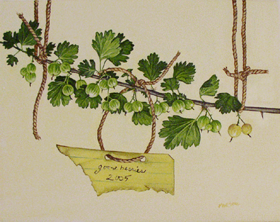 Gooseberries