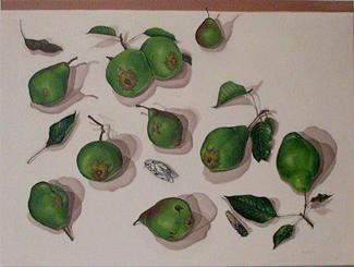 Belmont Bay Pears