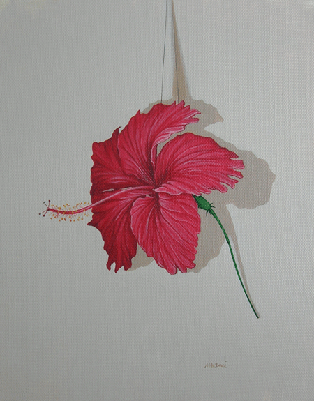 red hibiscus